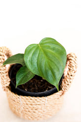 Philodendron lynamii